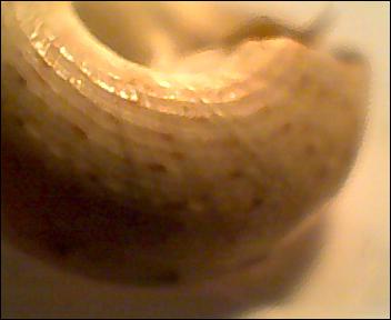 Gibbula da determinare